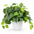 Décoration Plante Artificielle en Pot Blanc 45 cm